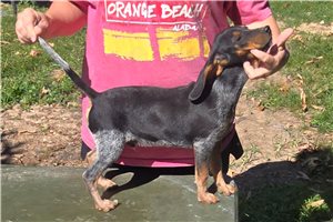 Manny - Beagle for sale