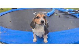 Liam - Beagle for sale