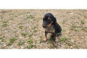 Minka - Beagle for sale