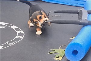 Lucy - Beagle for sale