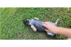 Minka - Beagle for sale