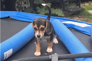 Lucy - Beagle for sale
