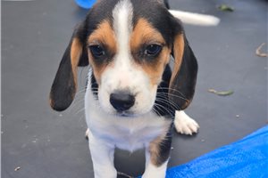 Luna - Beagle for sale