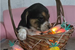 Lily - puppy for sale
