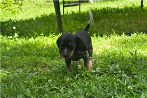 Manny - puppy for sale