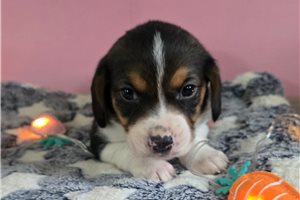 Lucas - puppy for sale