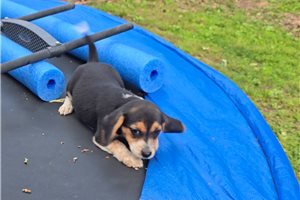Lily - Beagle for sale