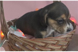 Lucy - puppy for sale