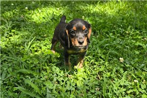 Margo - puppy for sale