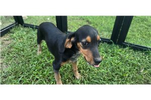 Margo - Beagle for sale