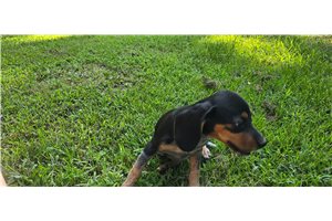 Margo - Beagle for sale