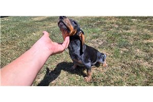 Manny - Beagle for sale
