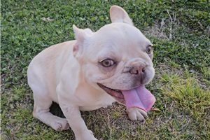 Madeline - French Bulldog for sale