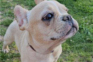 Madden - French Bulldog for sale