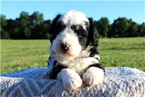 Keith - Aussiedoodle for sale