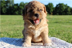 Travis - Lhasapoo for sale