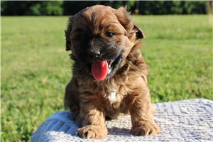 Garrison - Lhasapoo for sale