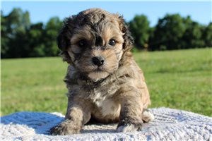 Toby - Lhasapoo for sale