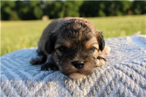 Toby - Lhasapoo for sale