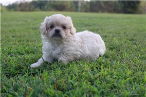 Peekapoo breeders near me deals