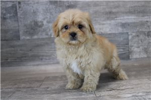 Clark - puppy for sale