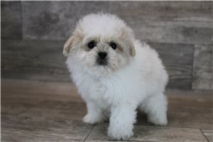 Clarence - puppy for sale