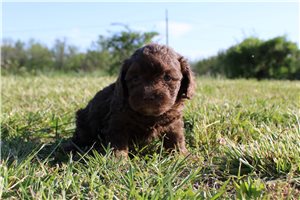 Jojo - Miniature Poodle for sale