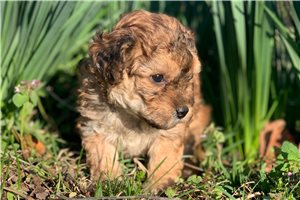 Cici - puppy for sale