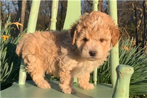 Colby - puppy for sale