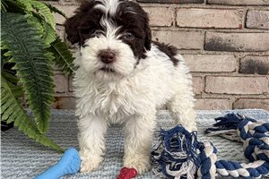 Brielle - Portuguese Water Dog for sale