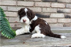 Shiloh - Portuguese Water Dog for sale