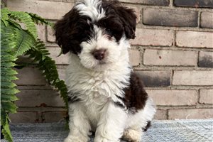 Anica - Portuguese Water Dog for sale