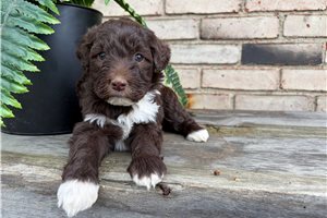 Rascal - Portuguese Water Dog for sale