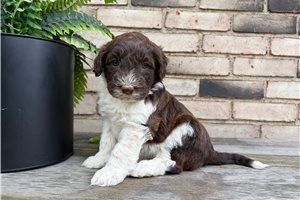 Orion - puppy for sale