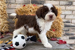 Dalton - puppy for sale