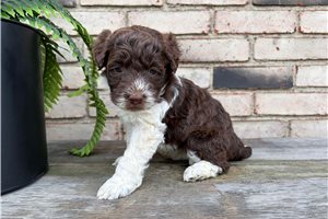 London - Portuguese Water Dog for sale