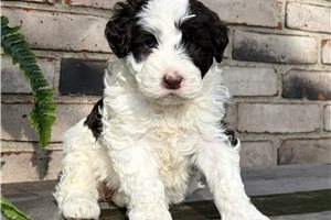 Elsa - puppy for sale