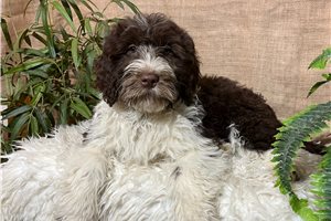 Blakely - Portuguese Water Dog for sale