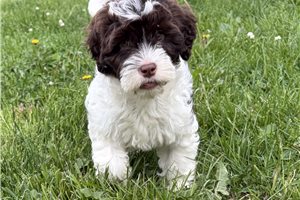 Edna - Portuguese Water Dog for sale
