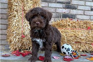 Drake - Portuguese Water Dog for sale