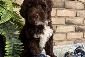 Rascal - Portuguese Water Dog for sale
