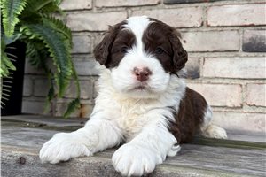Everett - puppy for sale
