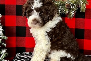 Drake - Portuguese Water Dog for sale