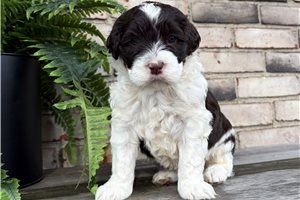 Edna - puppy for sale