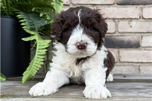 Elijah - Portuguese Water Dog for sale