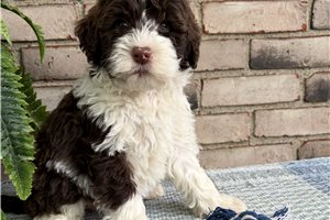 Shiloh - Portuguese Water Dog for sale
