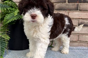 Edna - Portuguese Water Dog for sale