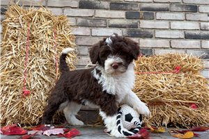 Daria - puppy for sale