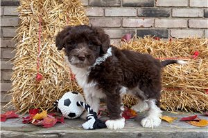 Dawson - Portuguese Water Dog for sale