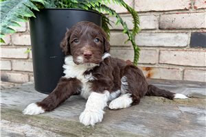 Carlton - Portuguese Water Dog for sale